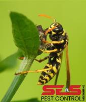 SES Wasp Removal Melbourne image 2